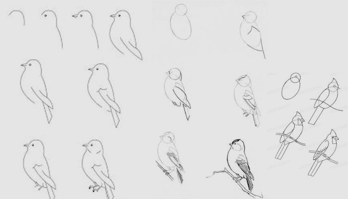 Técnica del dibujo e historia de un animal
